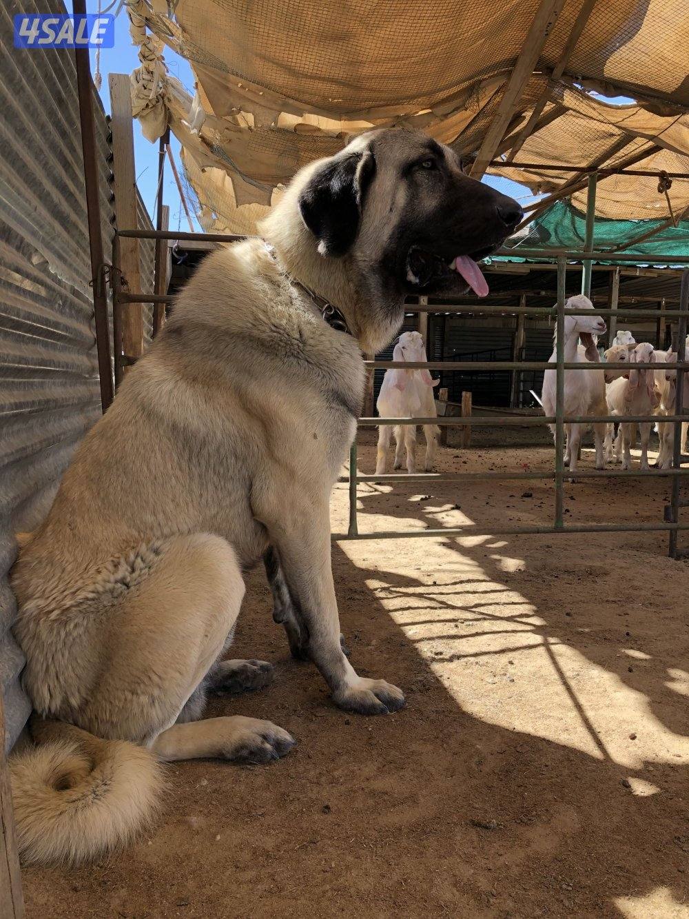 للبيع جراوه كنكال التركي لحراسه الحلال والعزب11