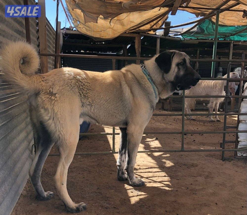 للبيع جراوه كنكال التركي لحراسه الحلال والعزب12