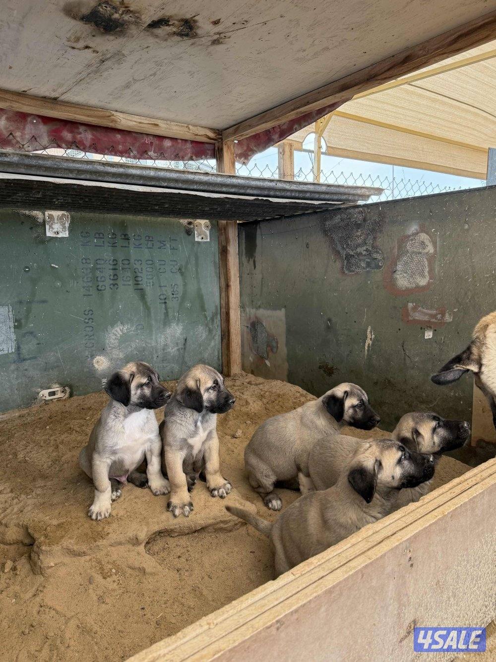 للبيع جراوه كنكال التركي لحراسه الحلال والعزب1