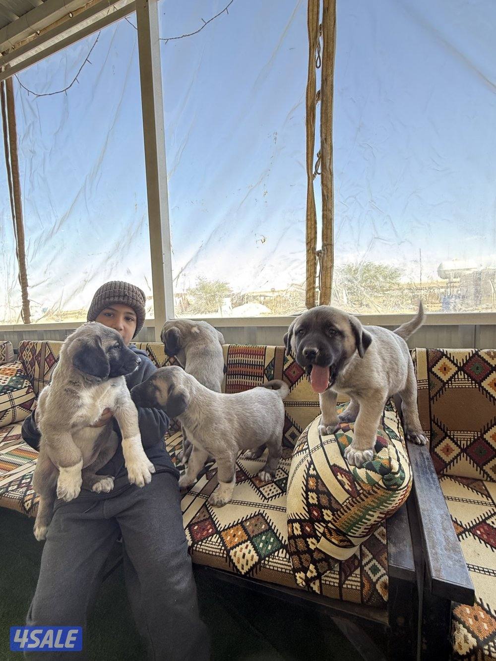 للبيع جراوه كنكال التركي لحراسه الحلال والعزب2