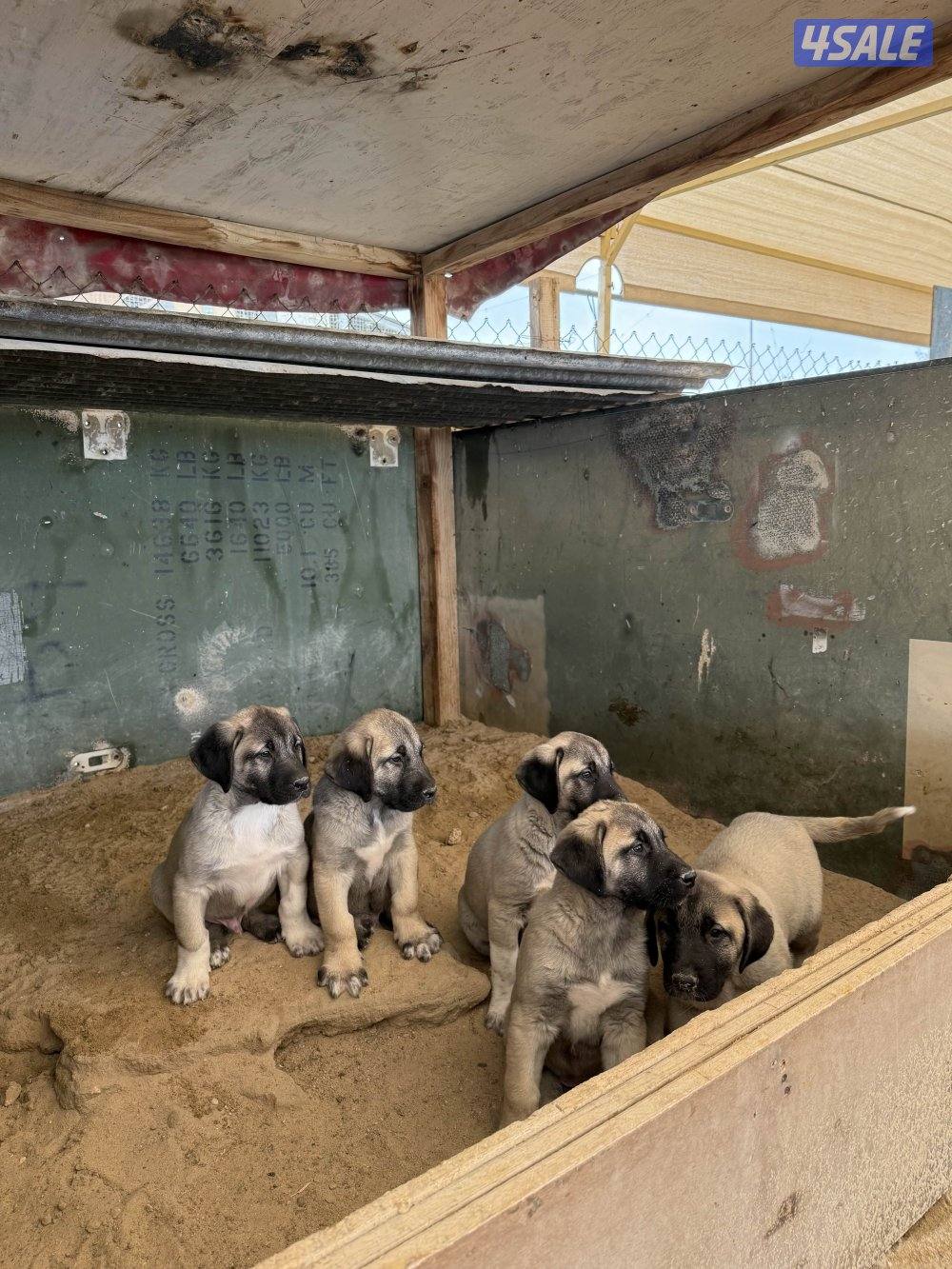 للبيع جراوه كنكال التركي لحراسه الحلال والعزب5