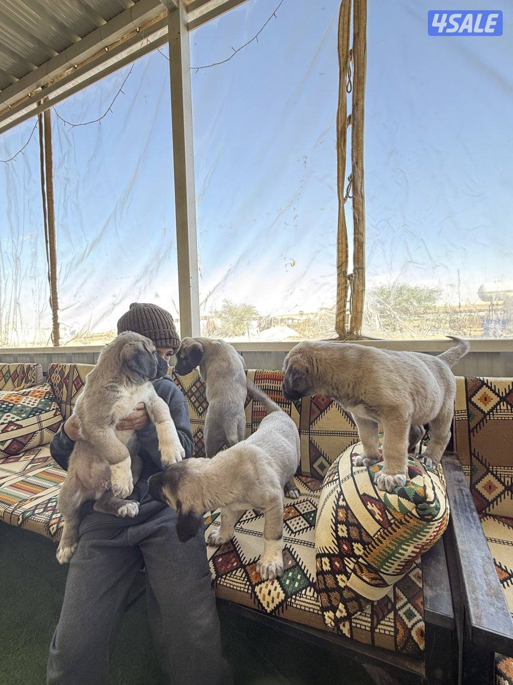 للبيع جراوه كنكال التركي لحراسه الحلال والعزب6