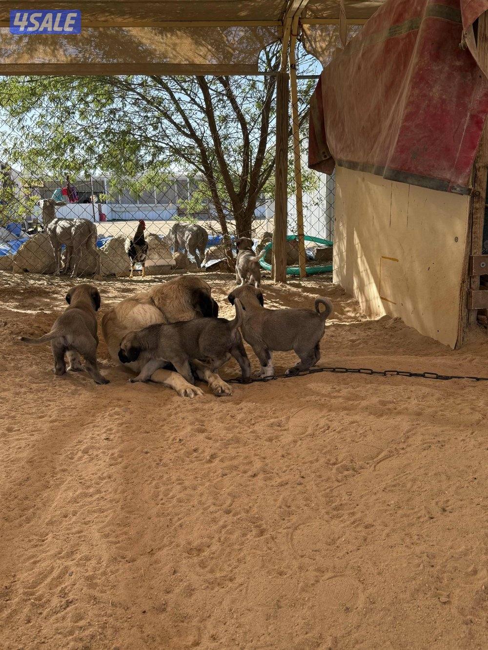 للبيع جراوه كنكال التركي لحراسه الحلال والعزب9