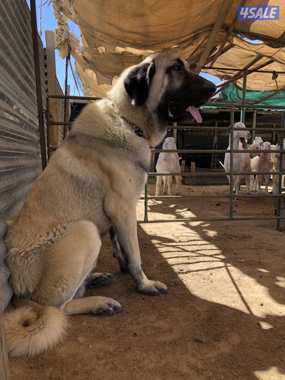 للبيع جراوه كنكال التركي لحراسه الحلال والعزب13