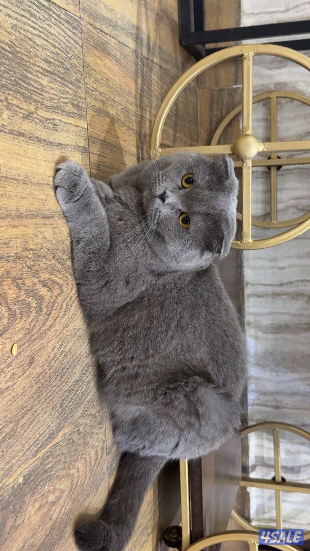 تبني برتش مطعمه ونظيفه0