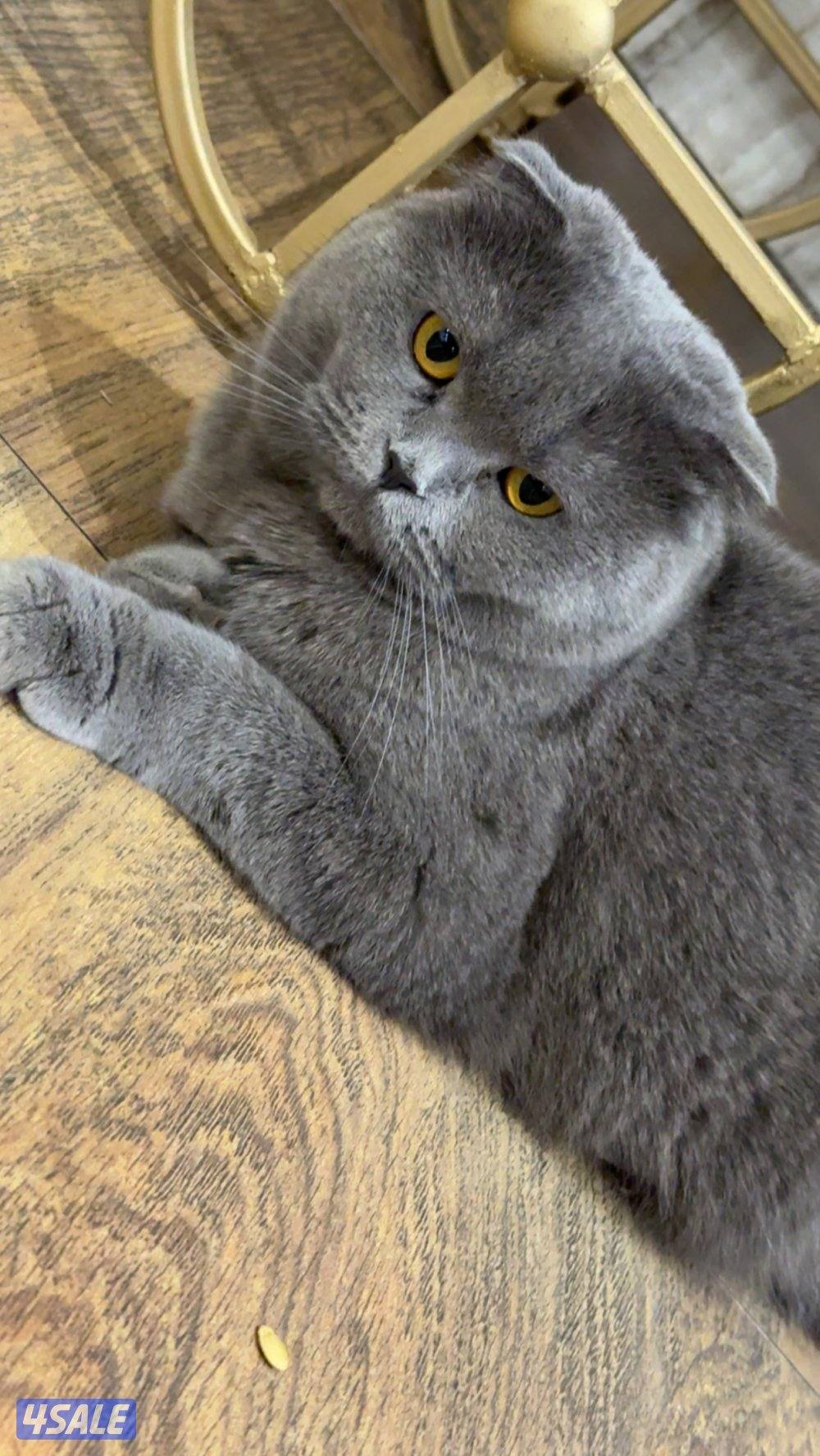 تبني برتش مطعمه ونظيفه1