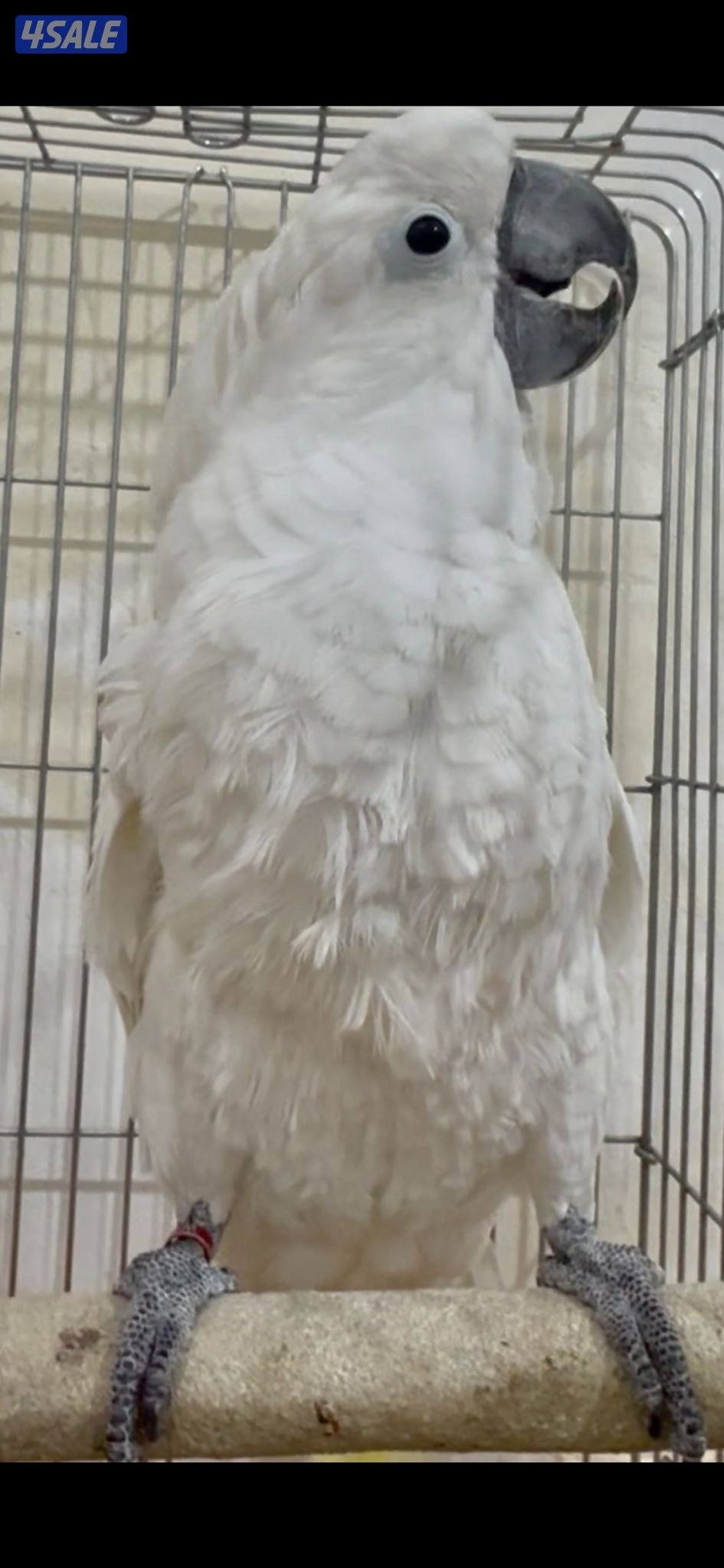 للبيع كوكاتو امبريلا0