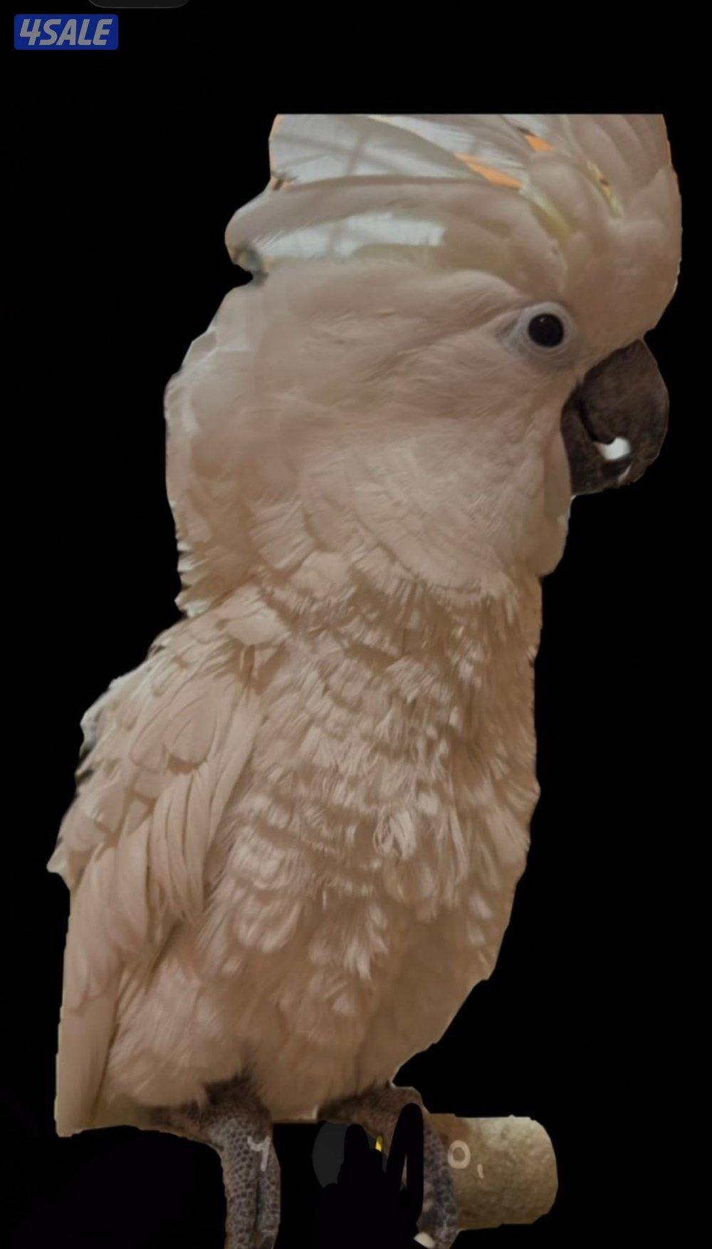 للبيع كوكاتو امبريلا1