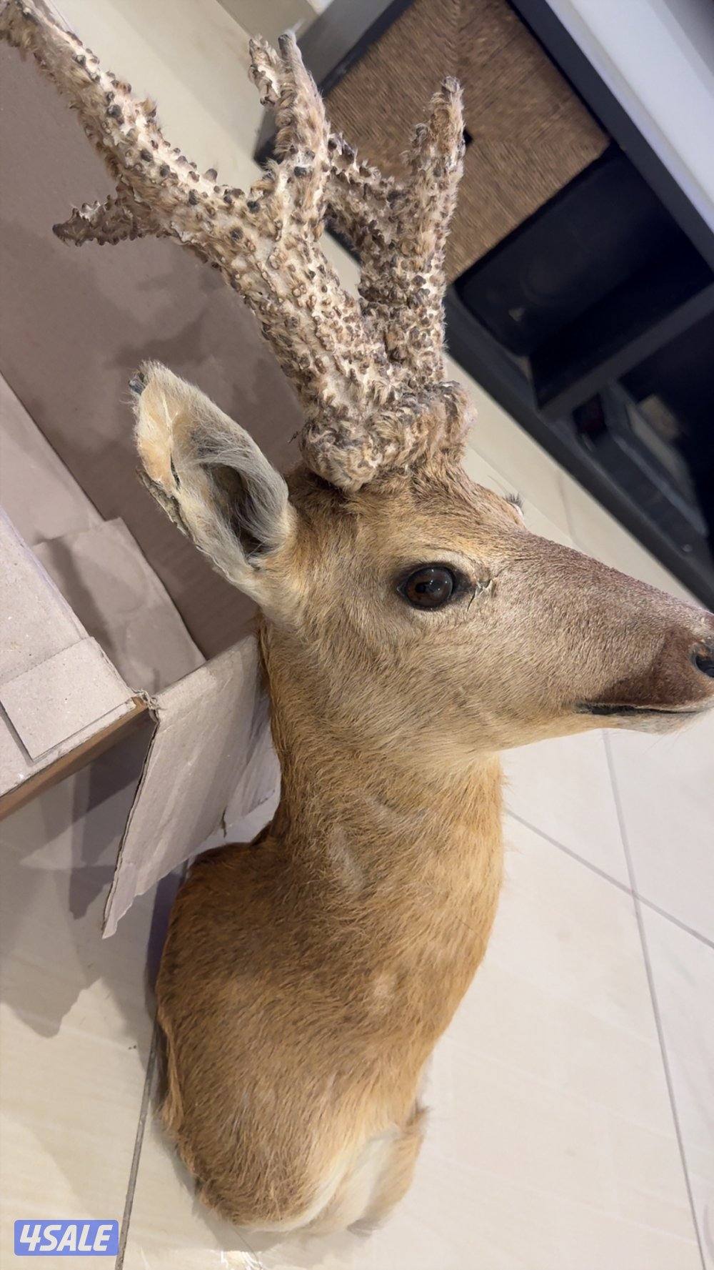 حيوانات محنطة0