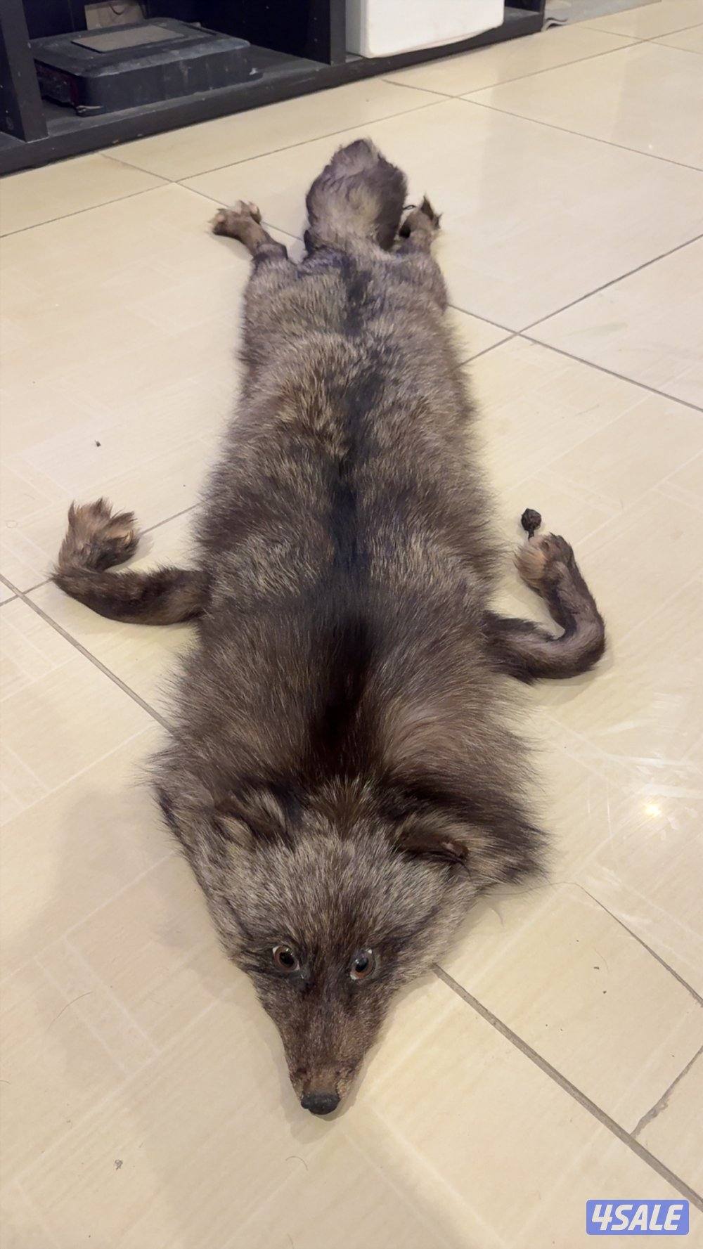 حيوانات محنطة1