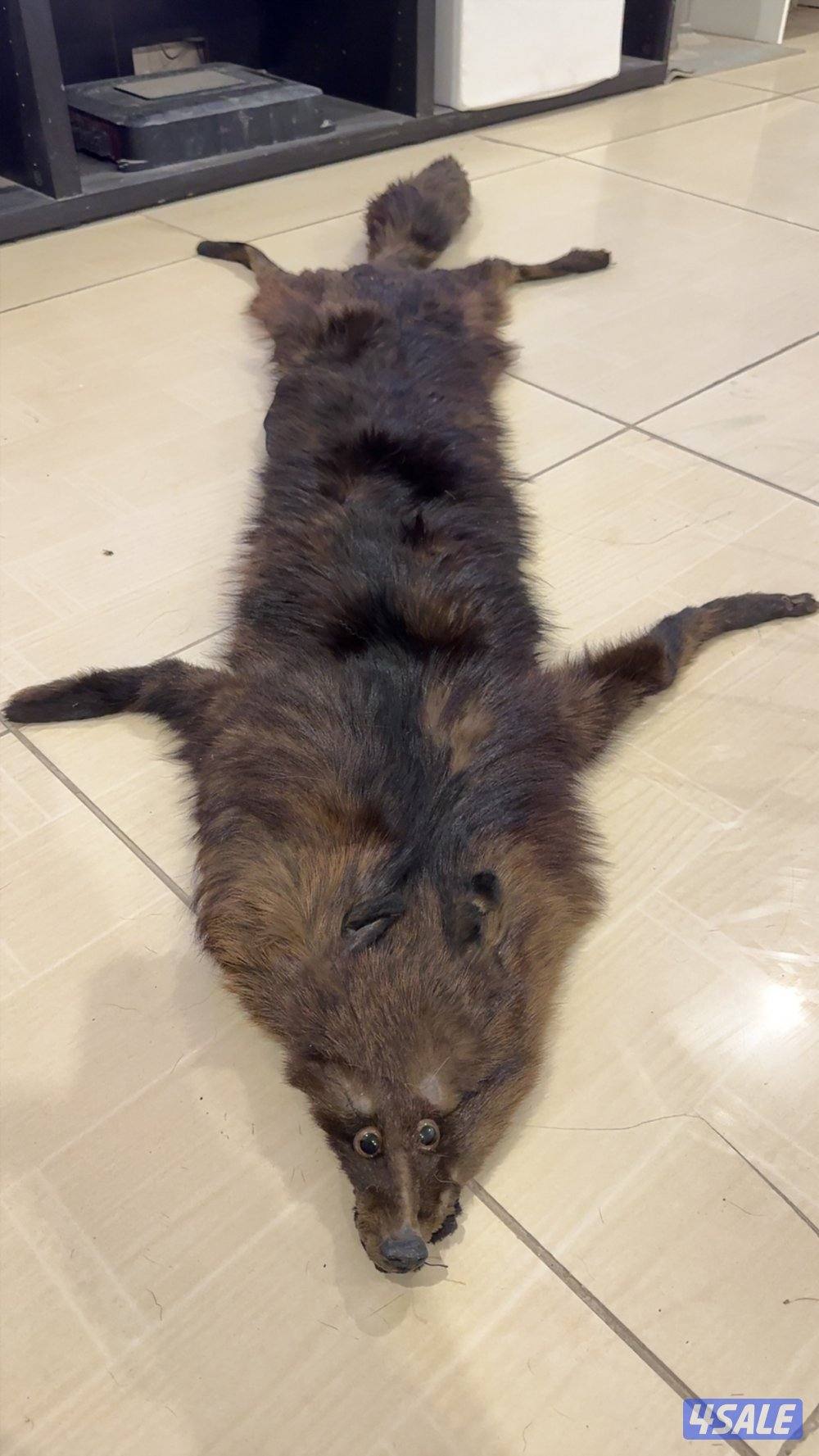 حيوانات محنطة2