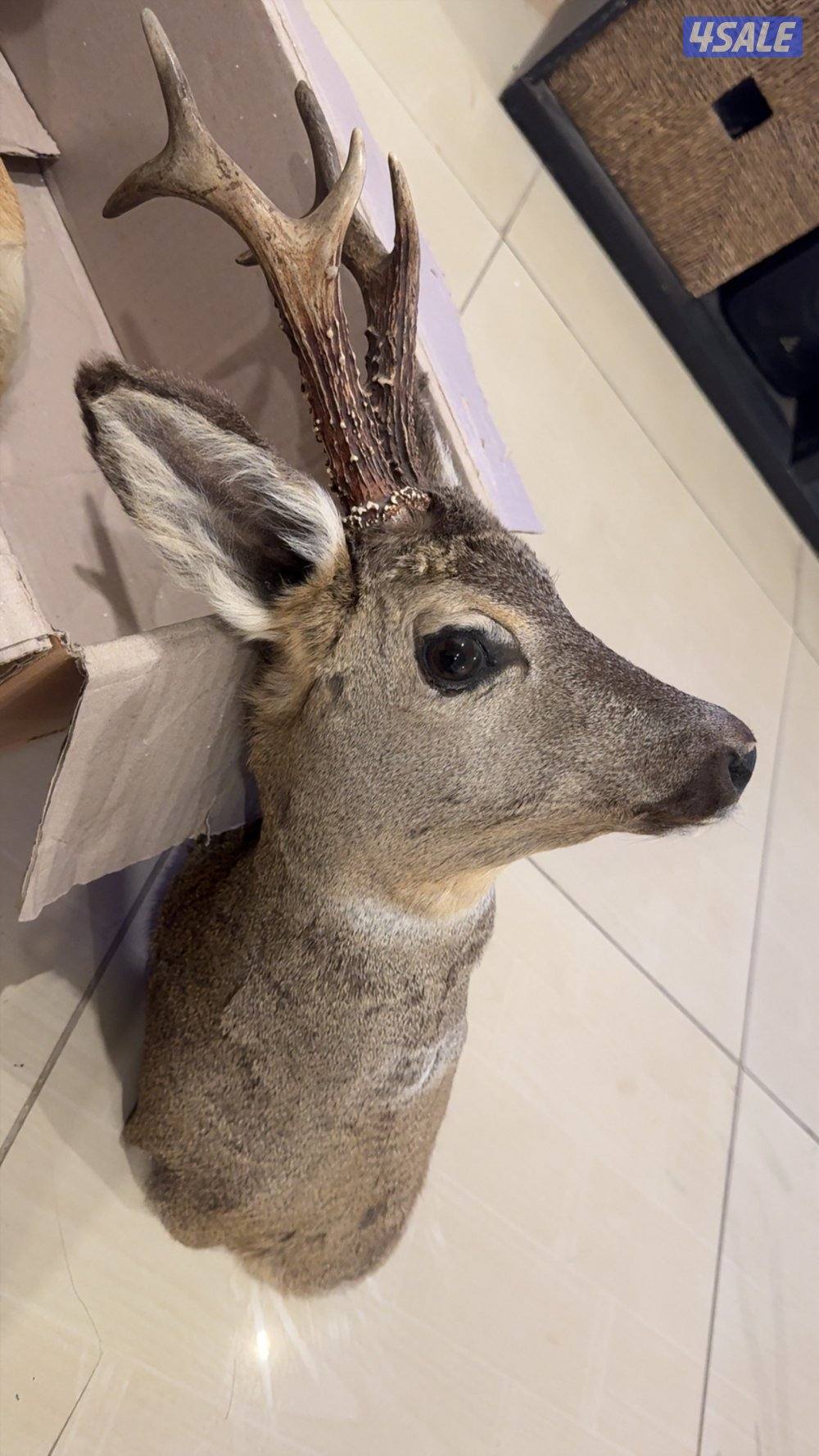 حيوانات محنطة3