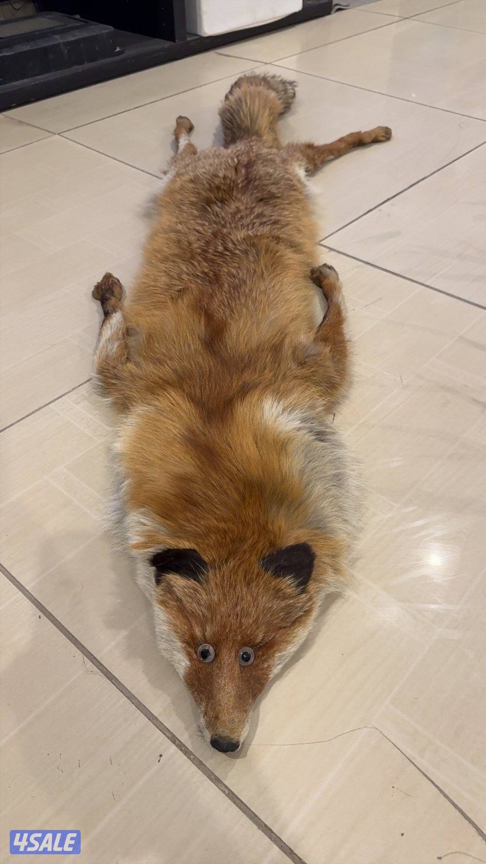 حيوانات محنطة4