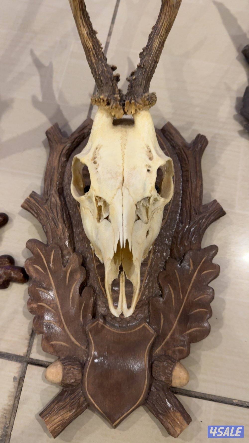 حيوانات محنطة5