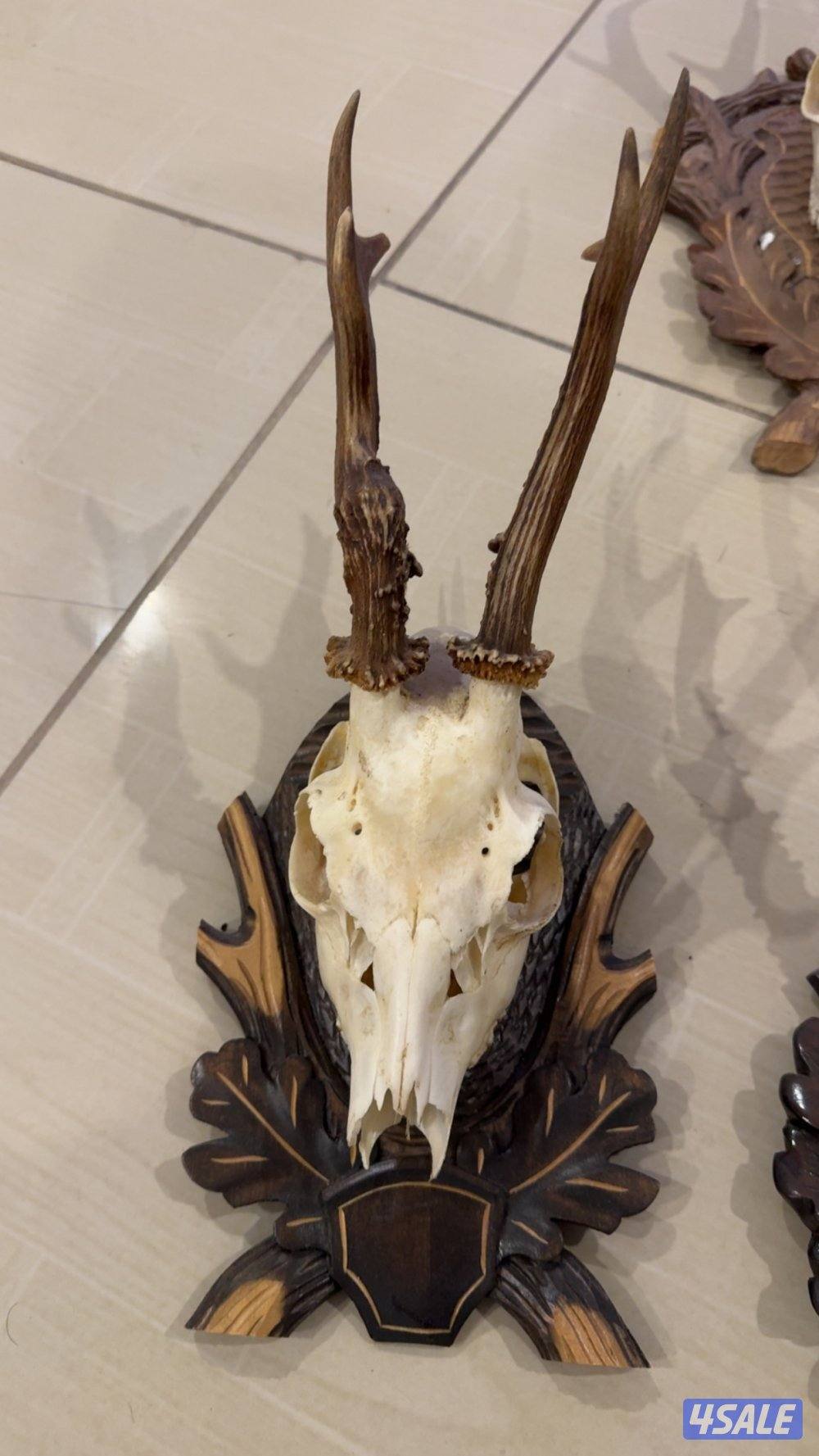 حيوانات محنطة6