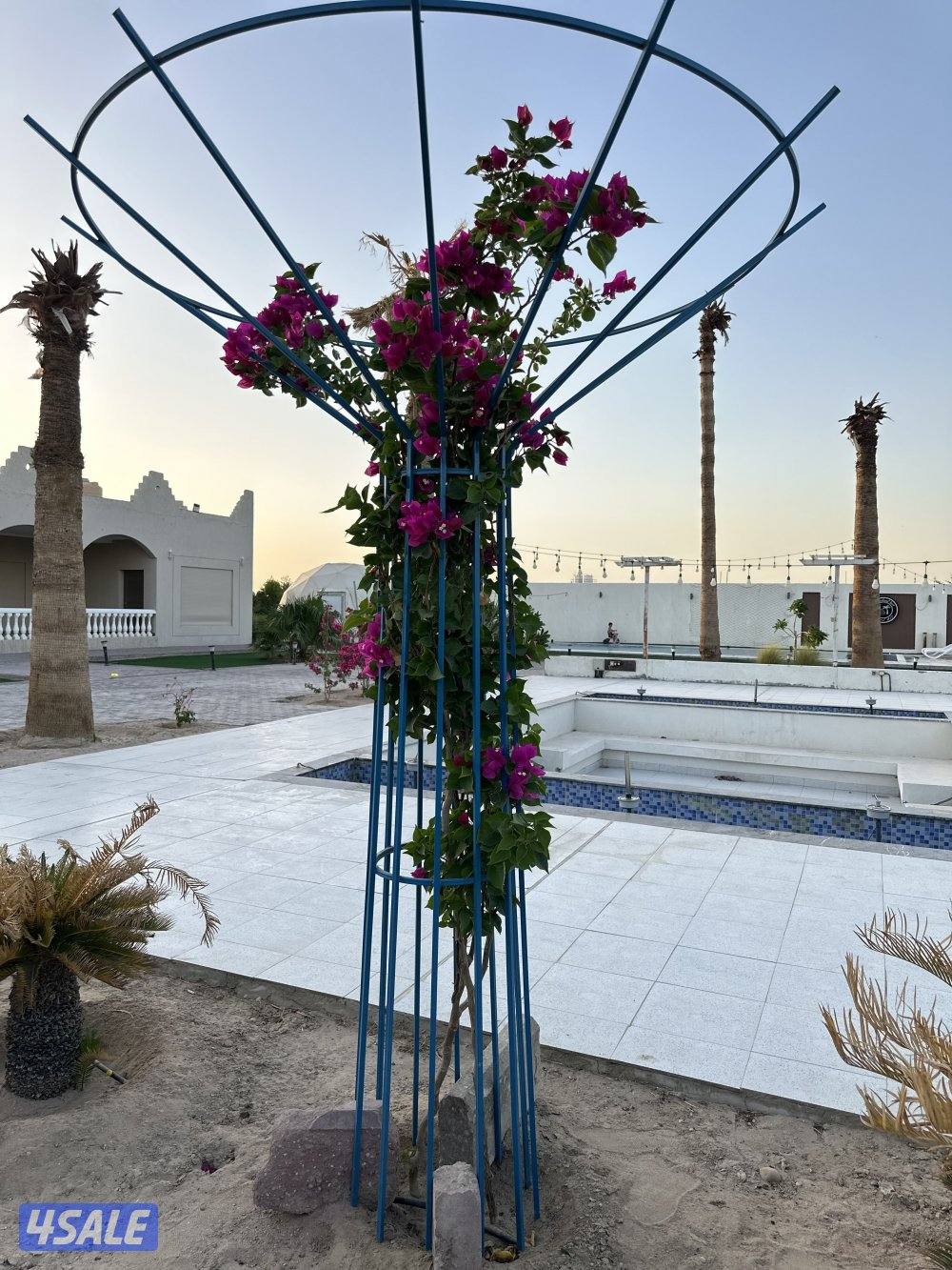 مزرعه كوينز لاند العبدلي9