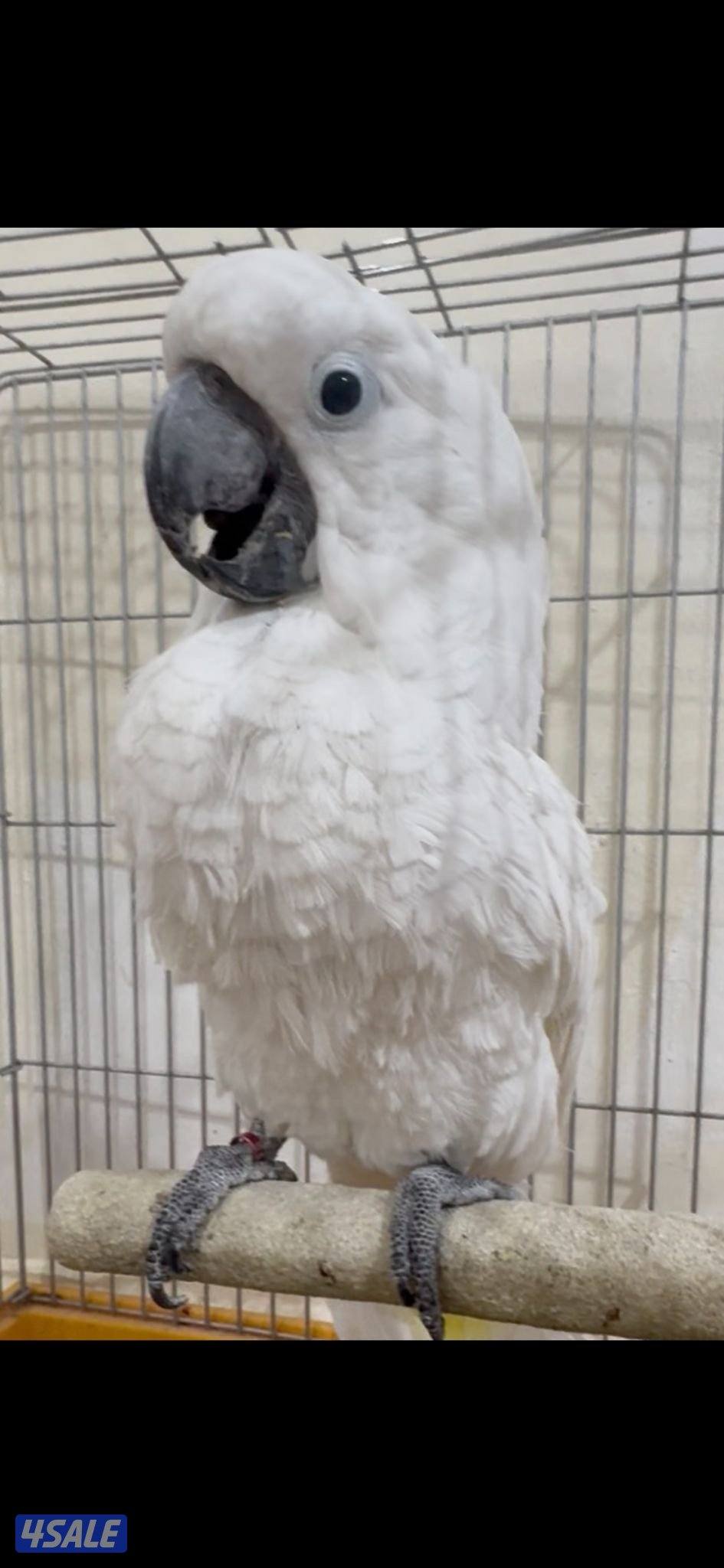 للبيع كوكاتو امبريلا3