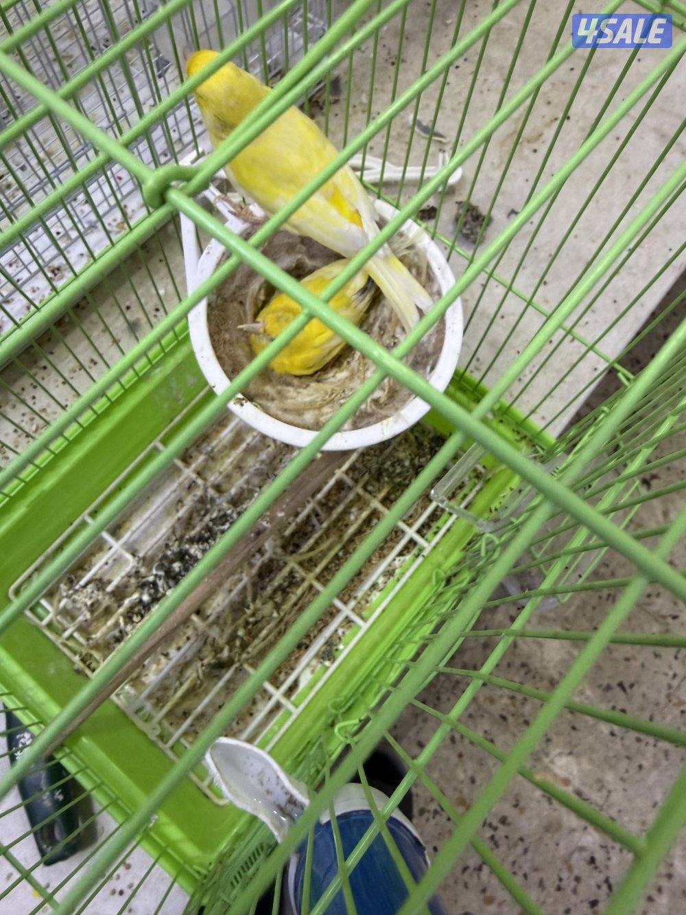 للبيع زوج كناري ايراني0