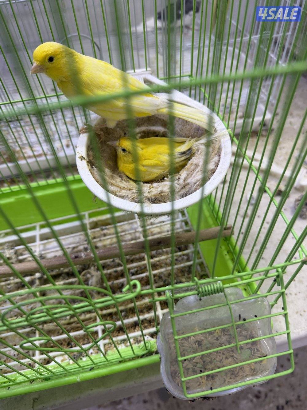 للبيع زوج كناري ايراني1