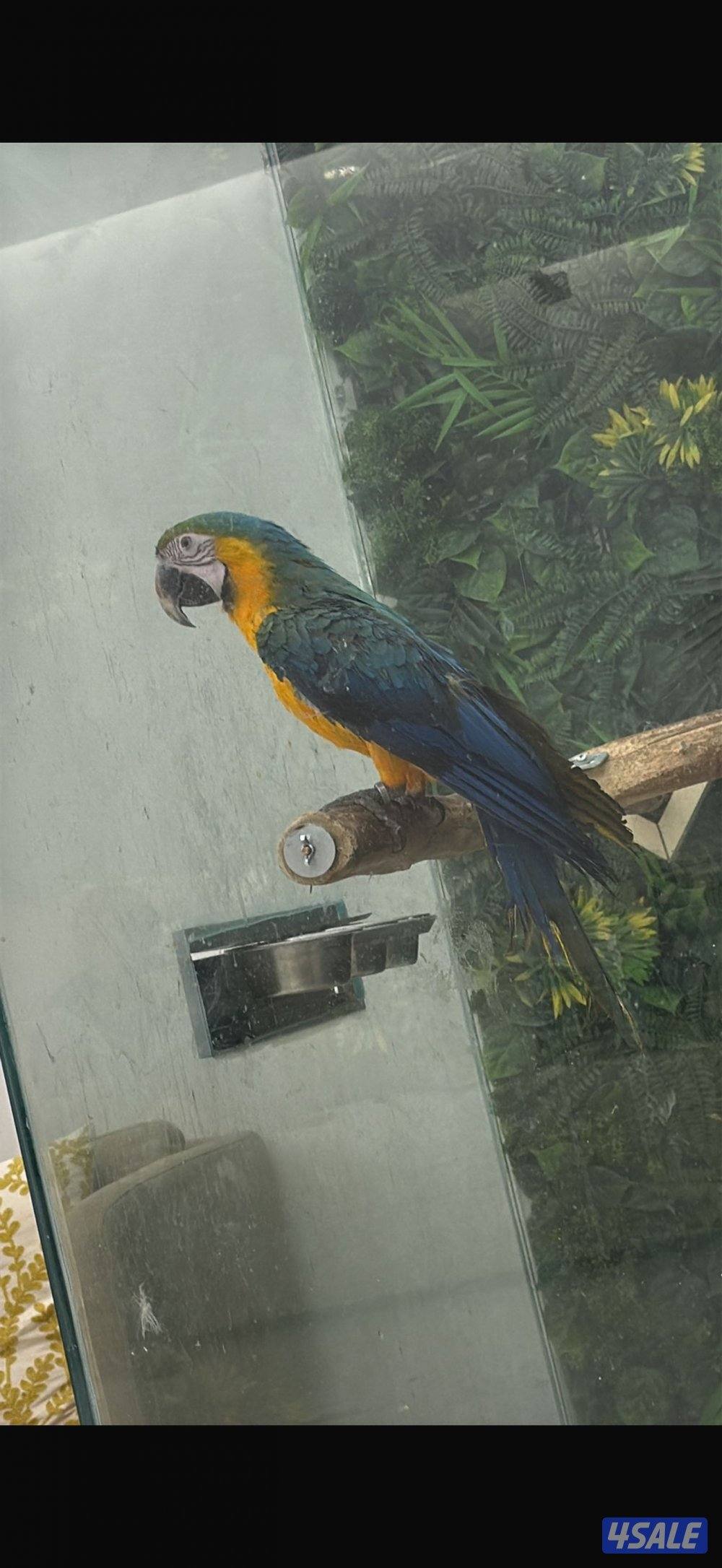Macaw Catalina Blue0