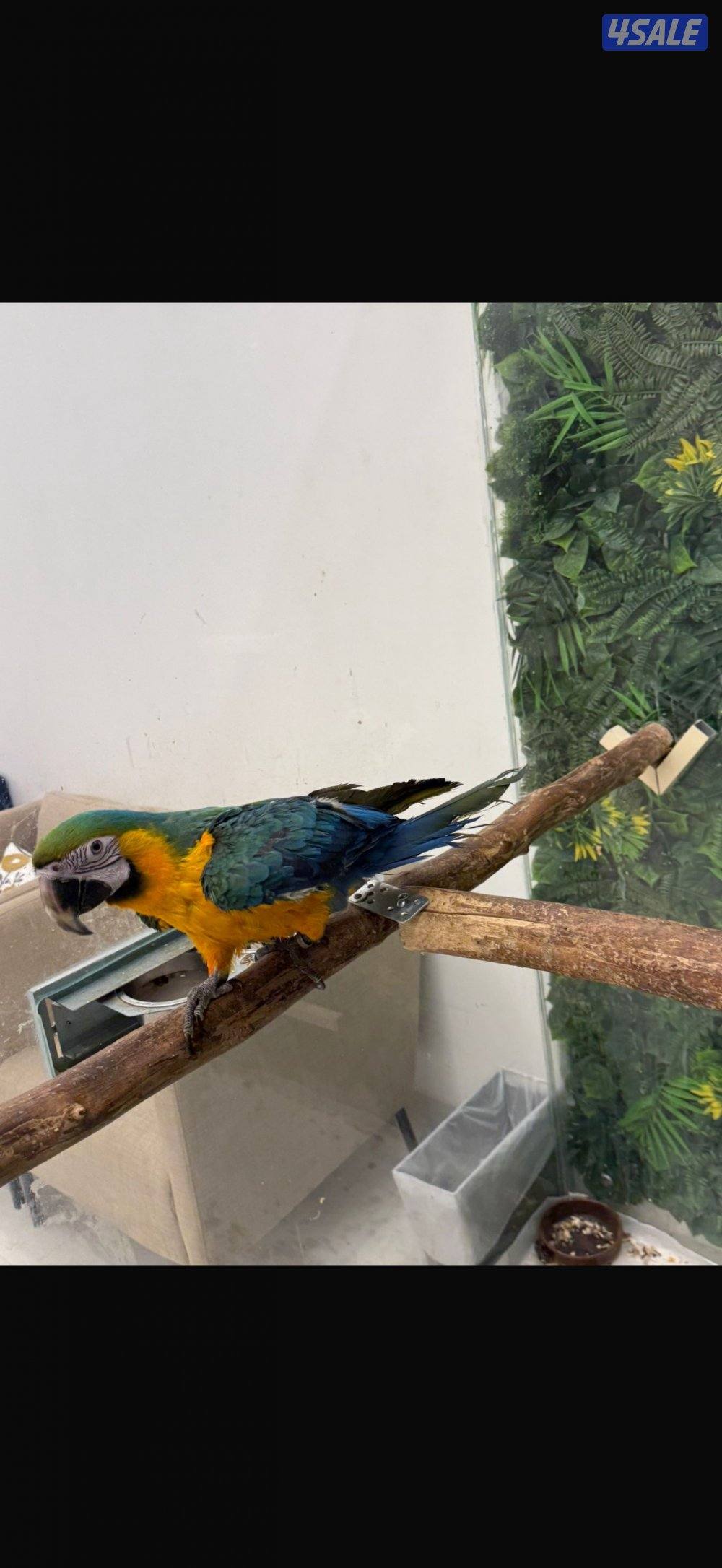 Macaw Catalina Blue1