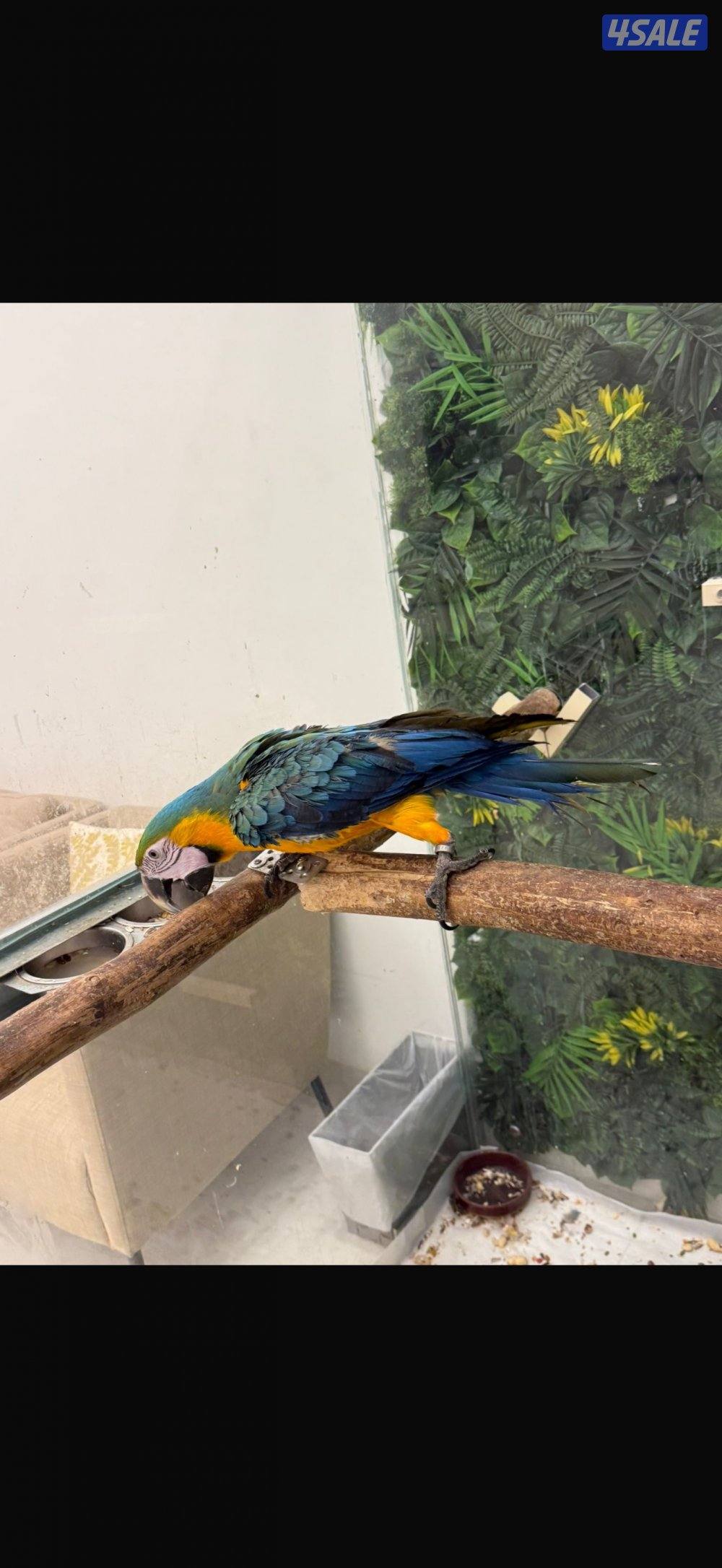 Macaw Catalina Blue2