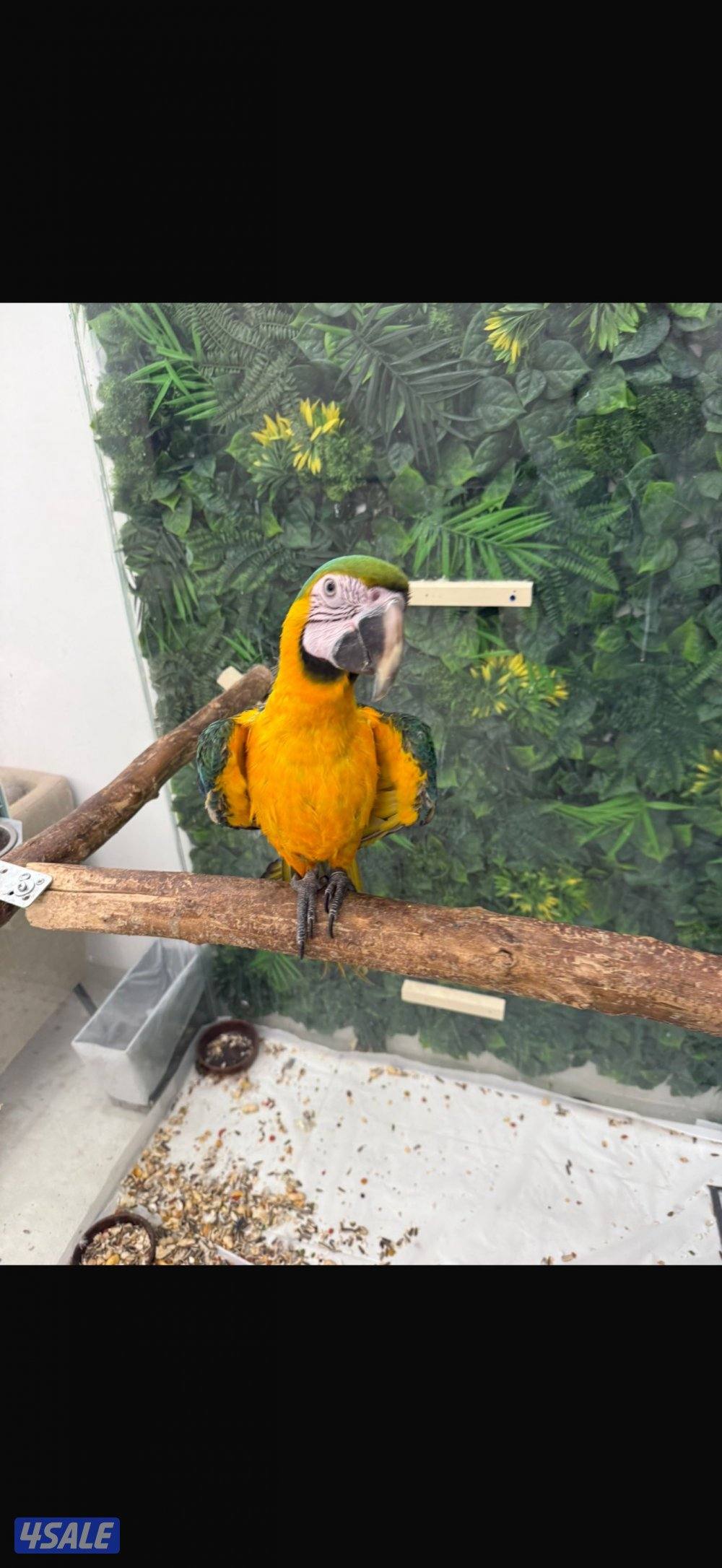 Macaw Catalina Blue3