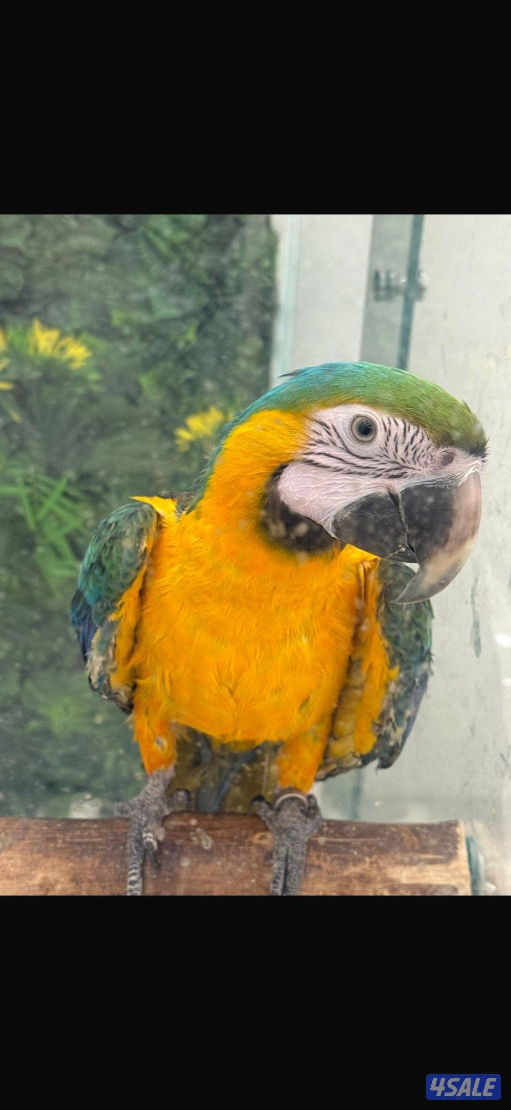 Macaw Catalina Blue4