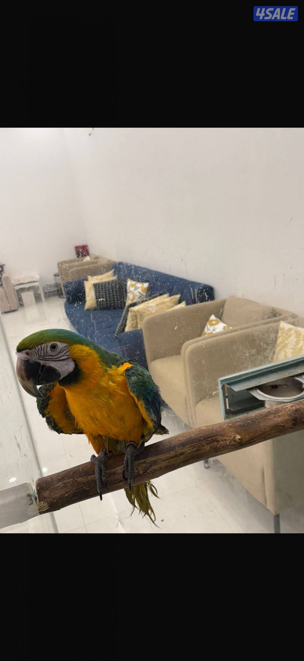 Macaw Catalina Blue5