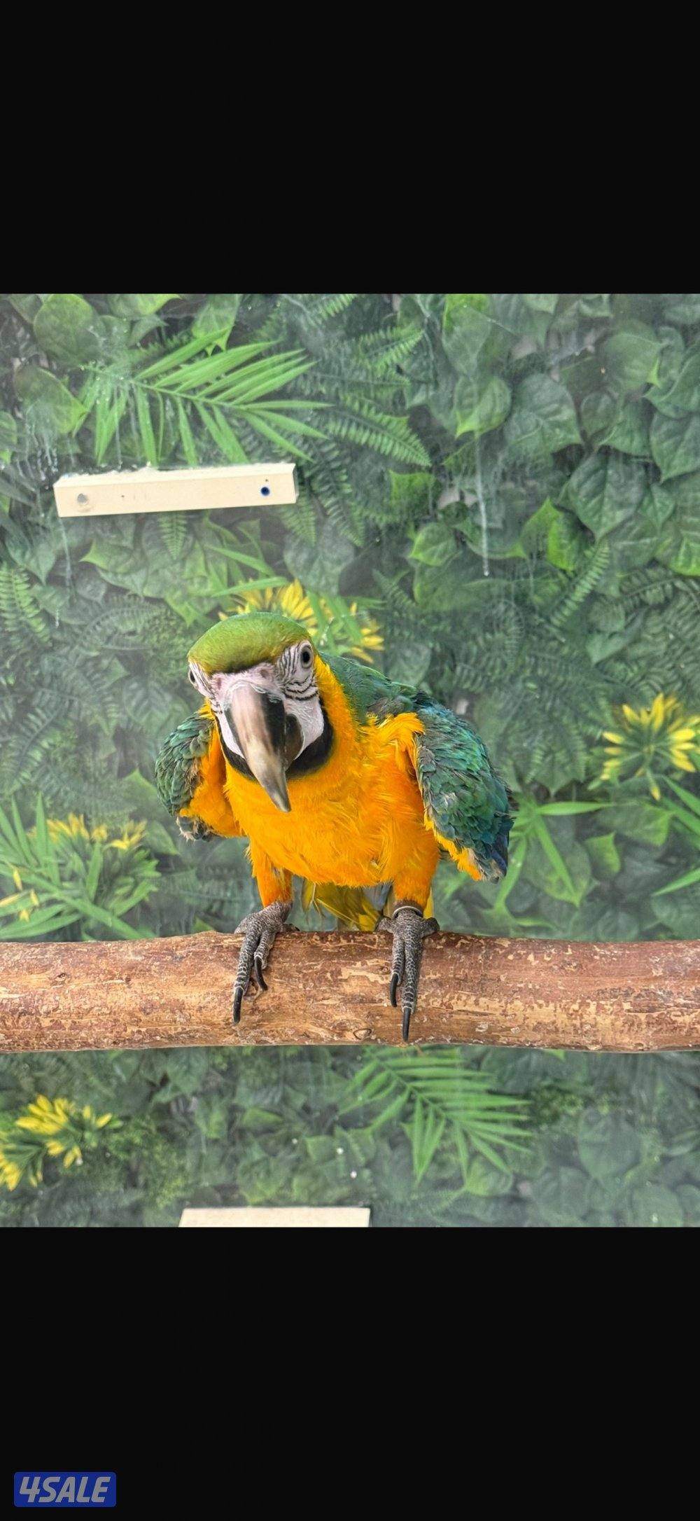 Macaw Catalina Blue6