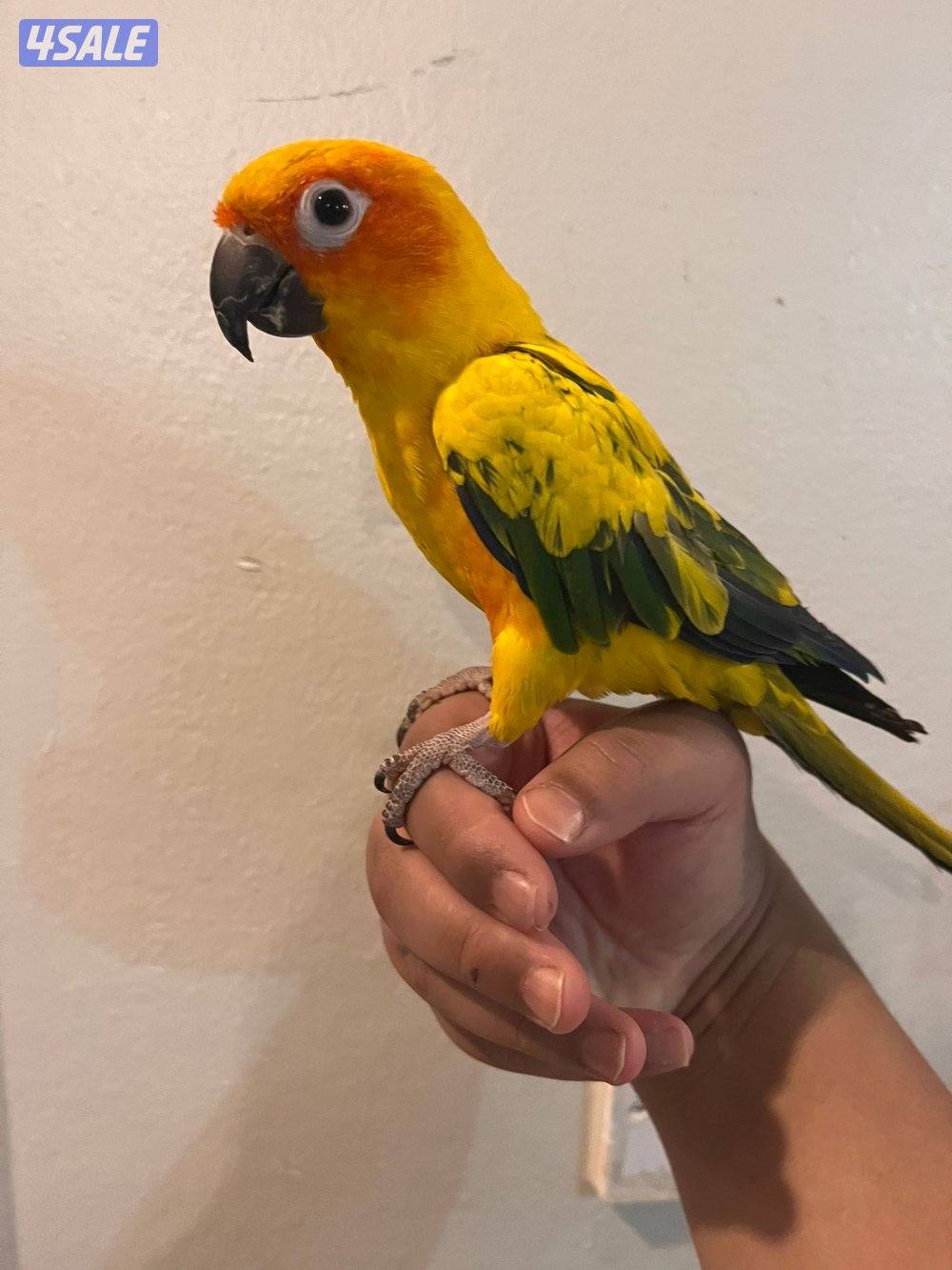 للبيع صن كنيور ربوه قويه يتكلم مع قفص كاسكو كبير تكمل واصف0