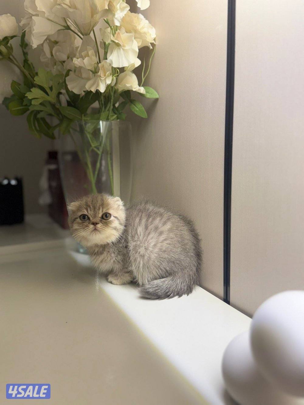 سكوتش فولد0