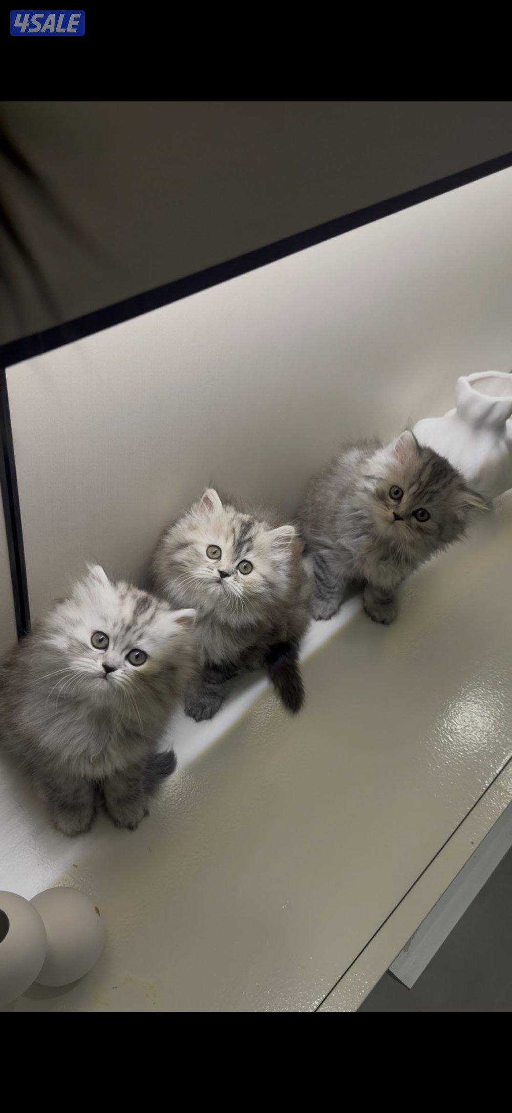 هولندي مون فيس0