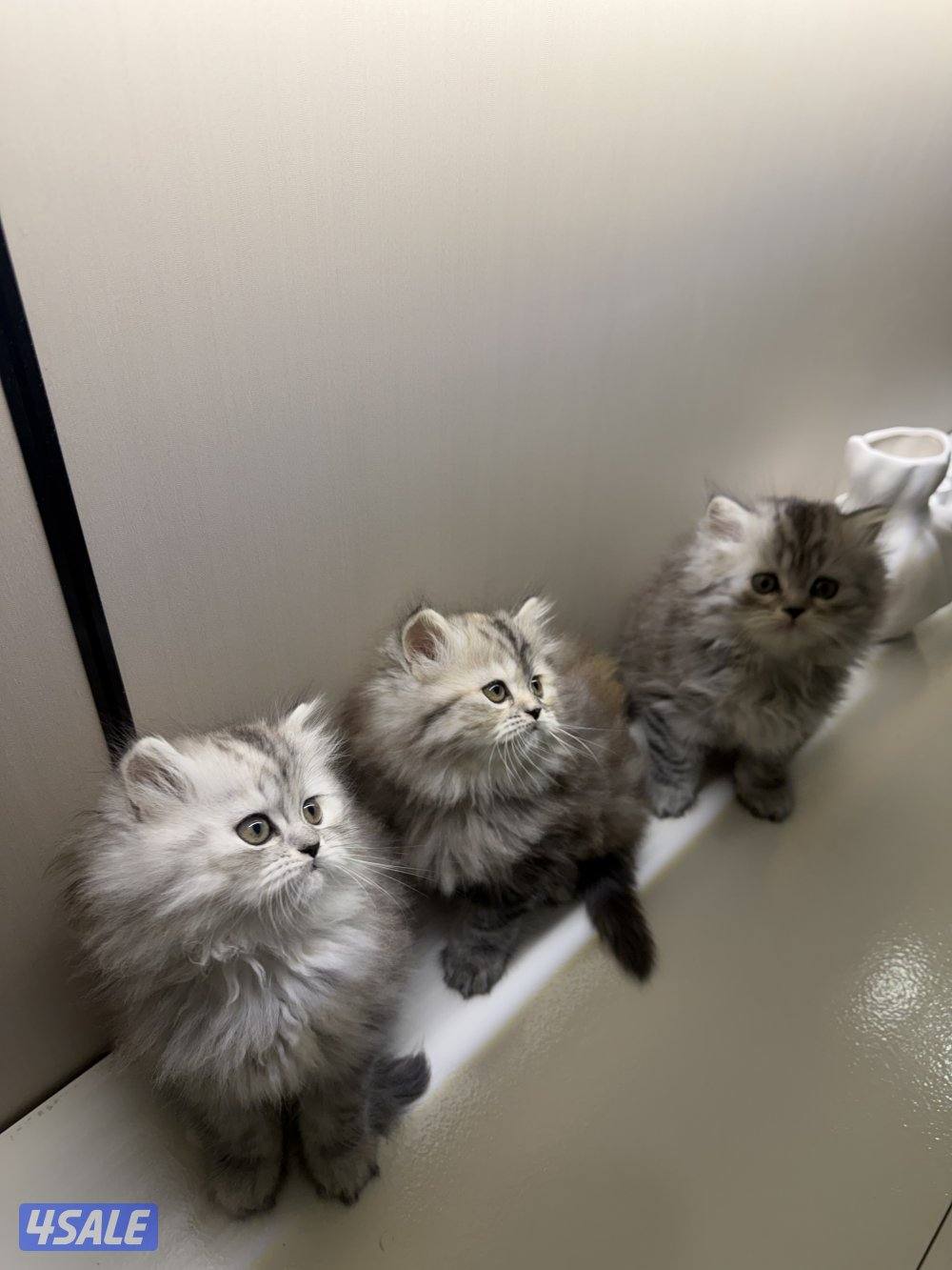 هولندي مون فيس1