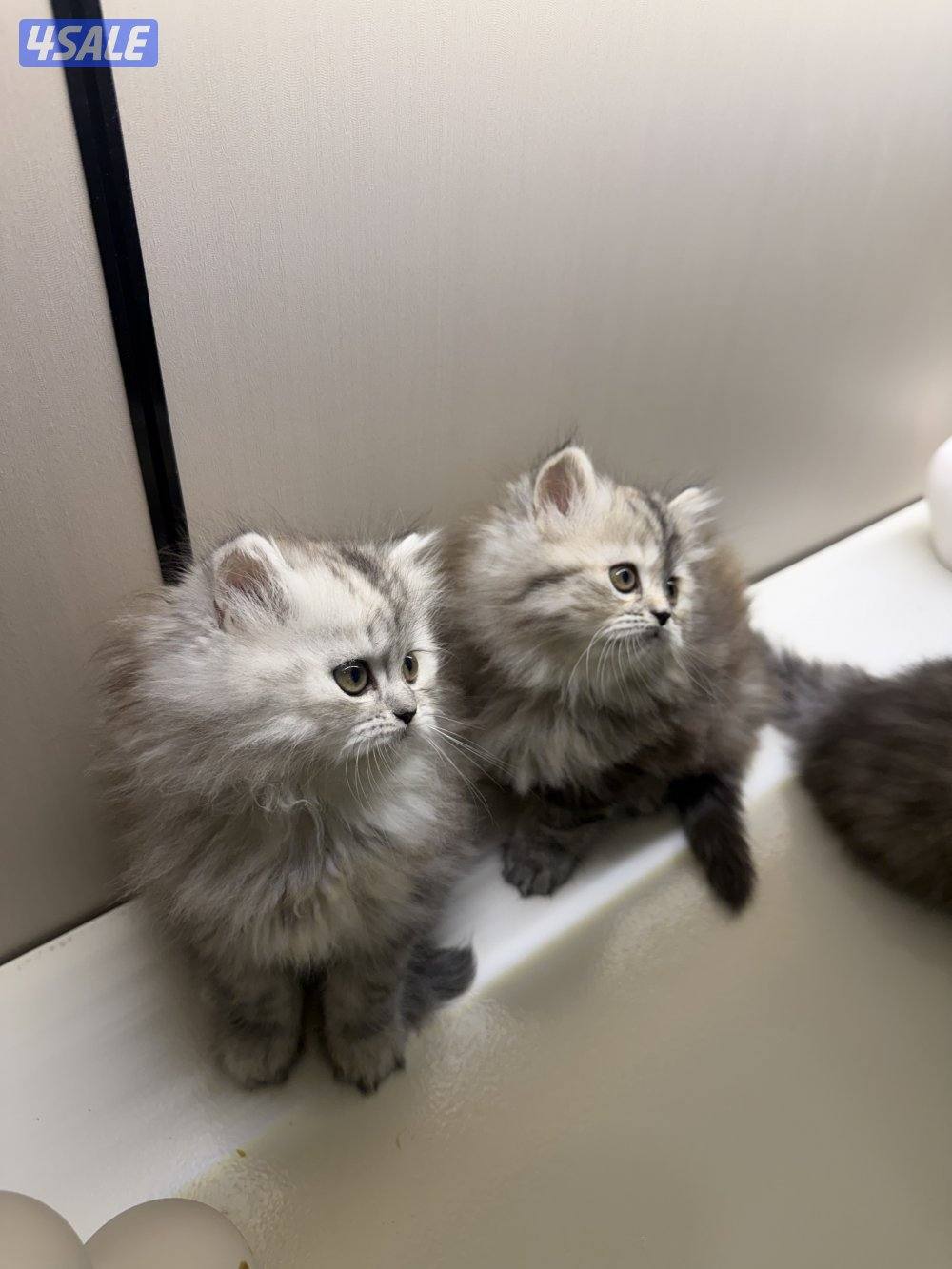 هولندي مون فيس2