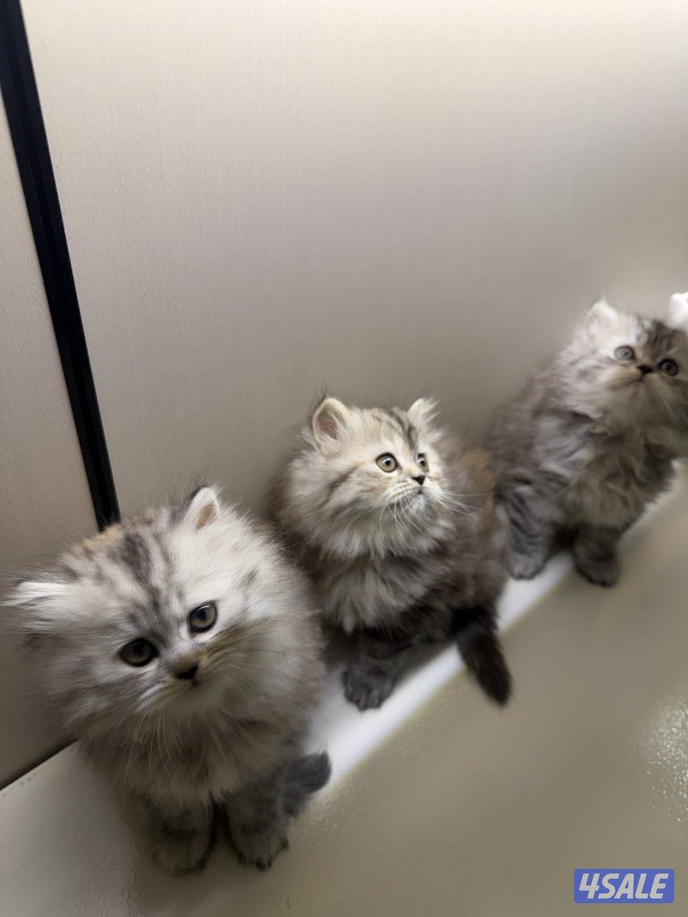 هولندي مون فيس3