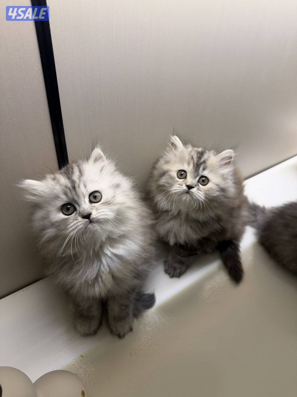 هولندي مون فيس4