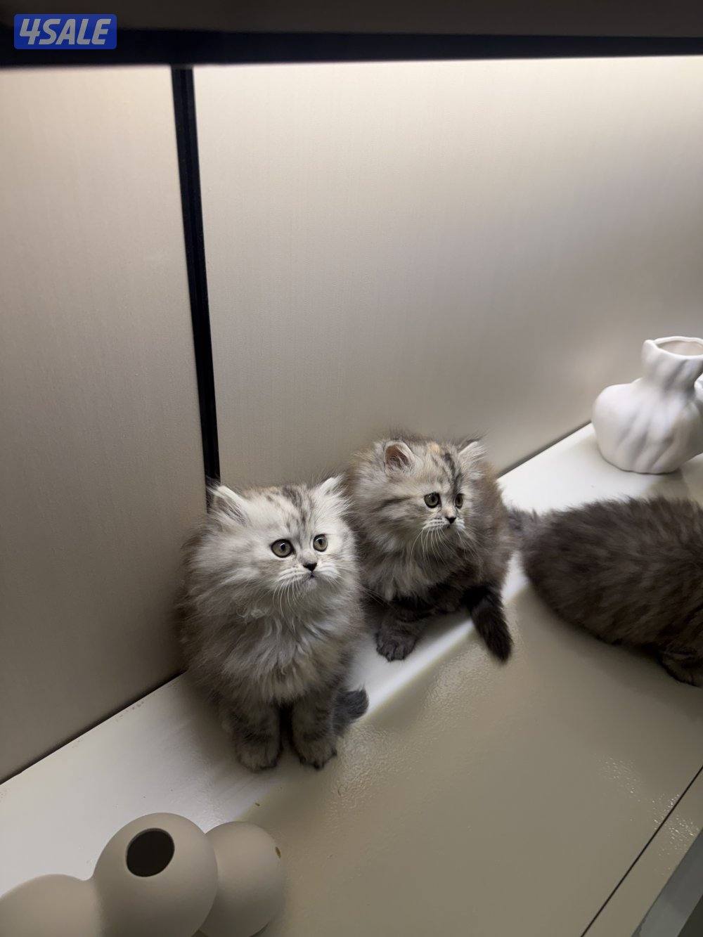 هولندي مون فيس5