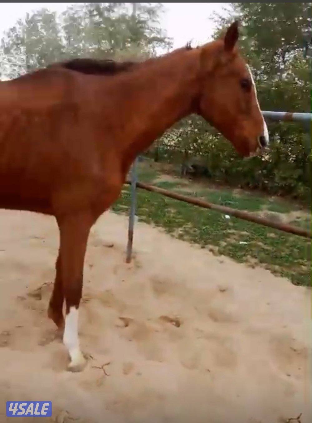 حصان انجليزي هادي0