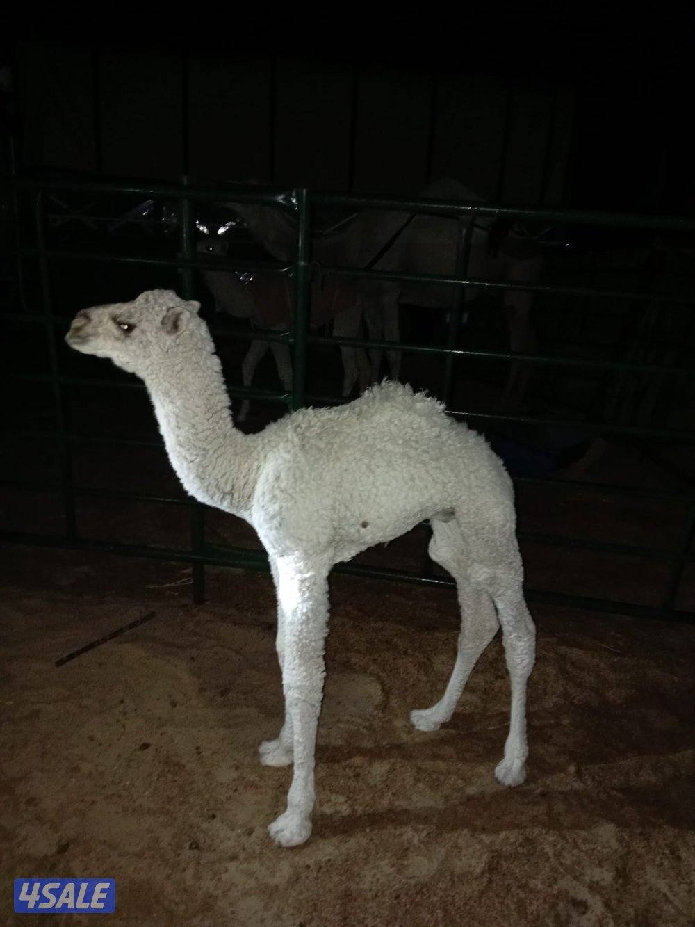 قعود للبيع العمر ٢٠ يوم0