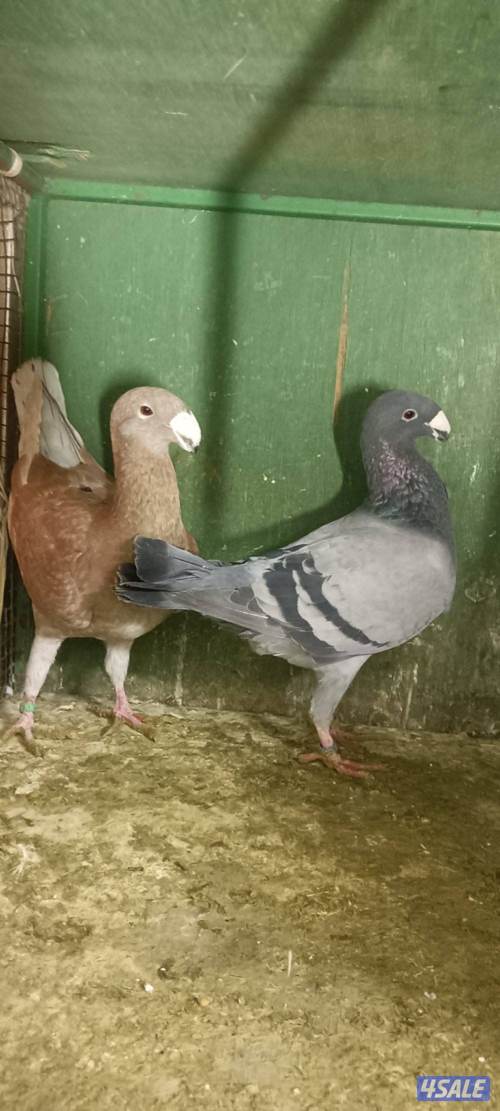 بيوتي هومر وبولش0