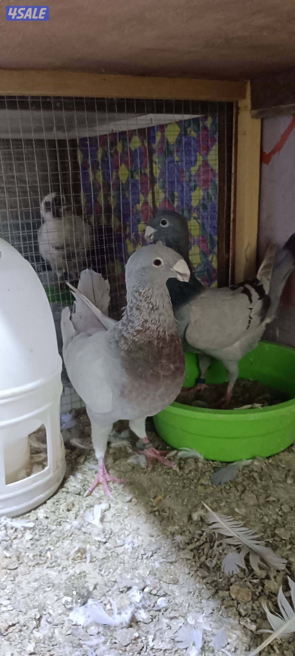 بيوتي هومر وبولش2