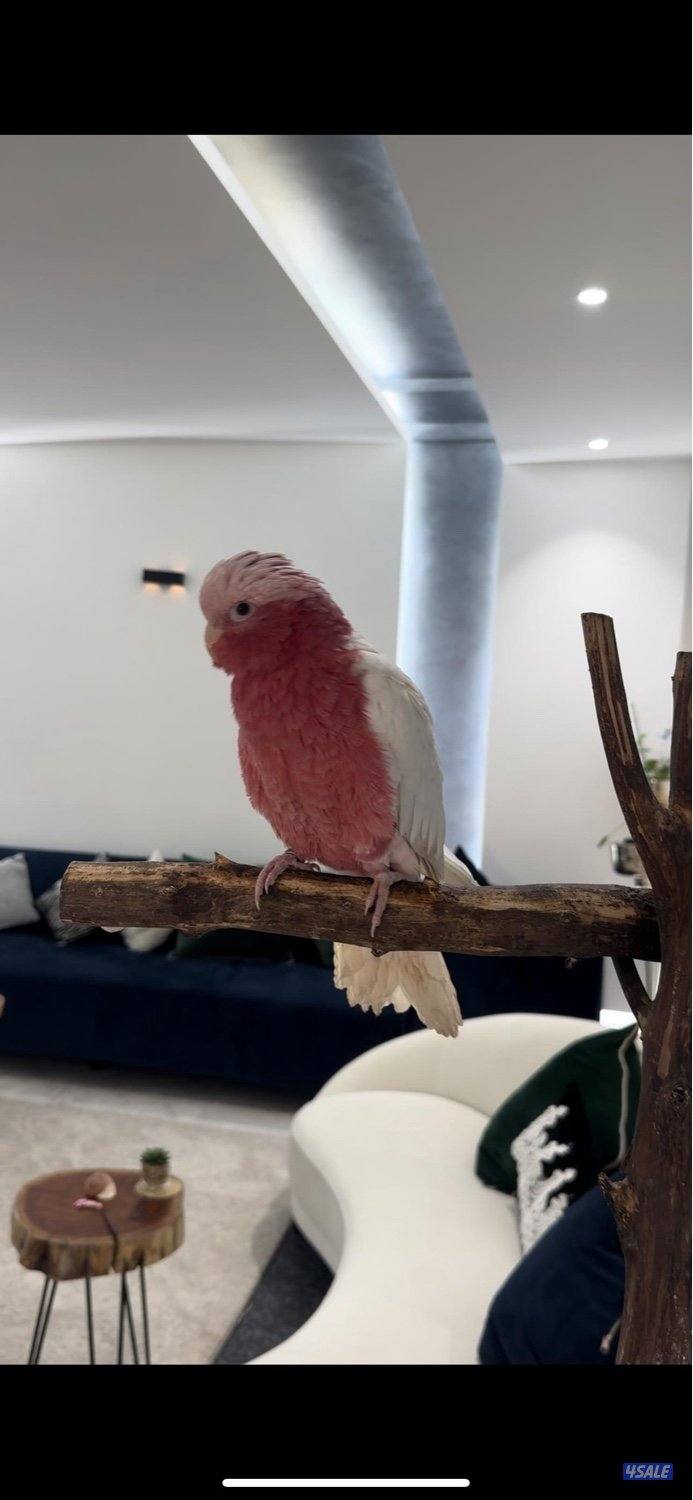 قالا لوتينو انتاج الكويت0