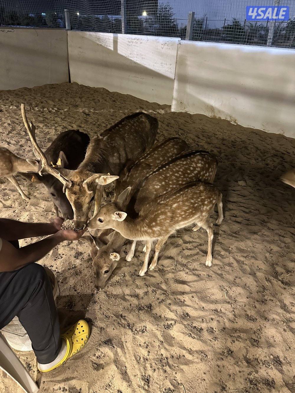 غزلان فلودير0