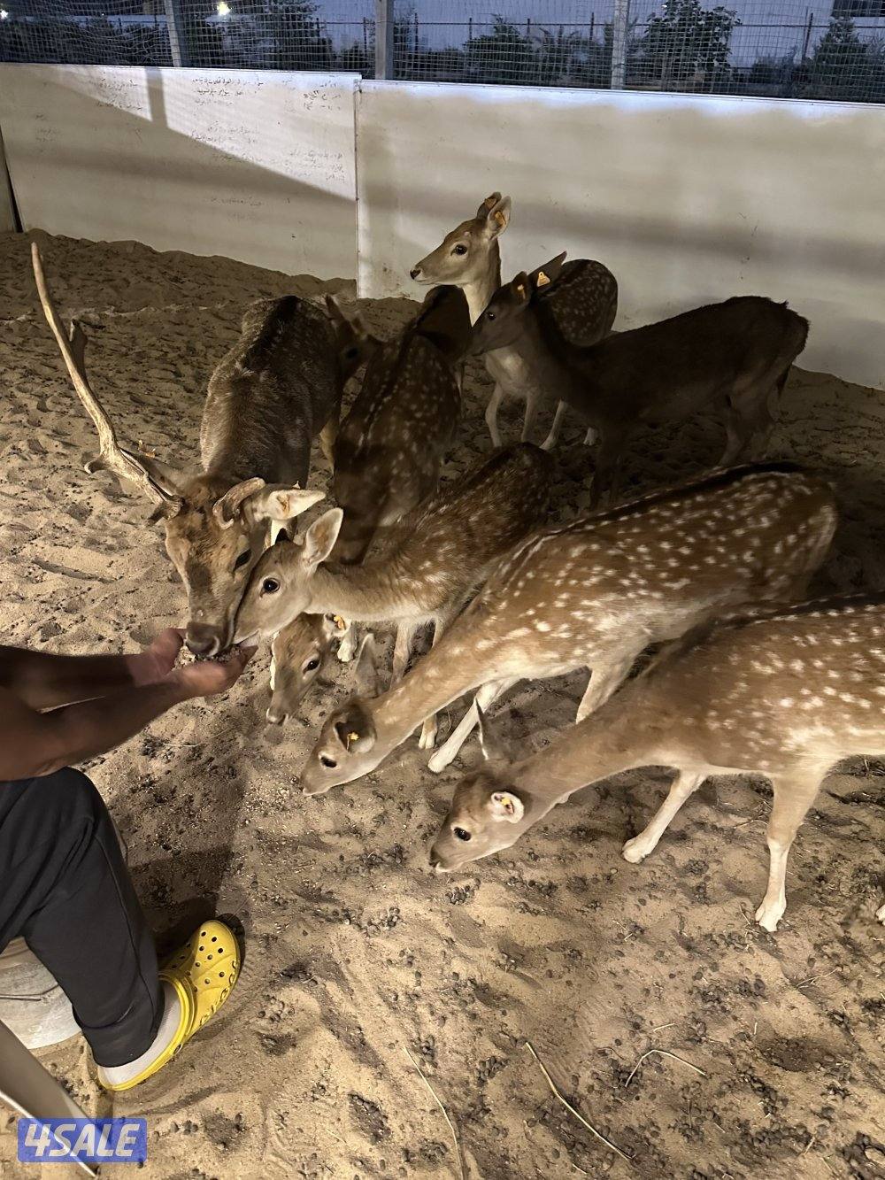 غزلان فلودير1