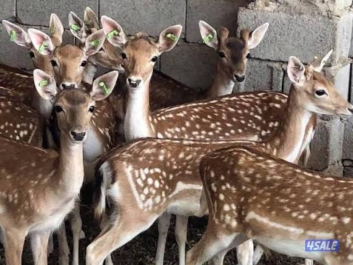 غزلان فلودير2