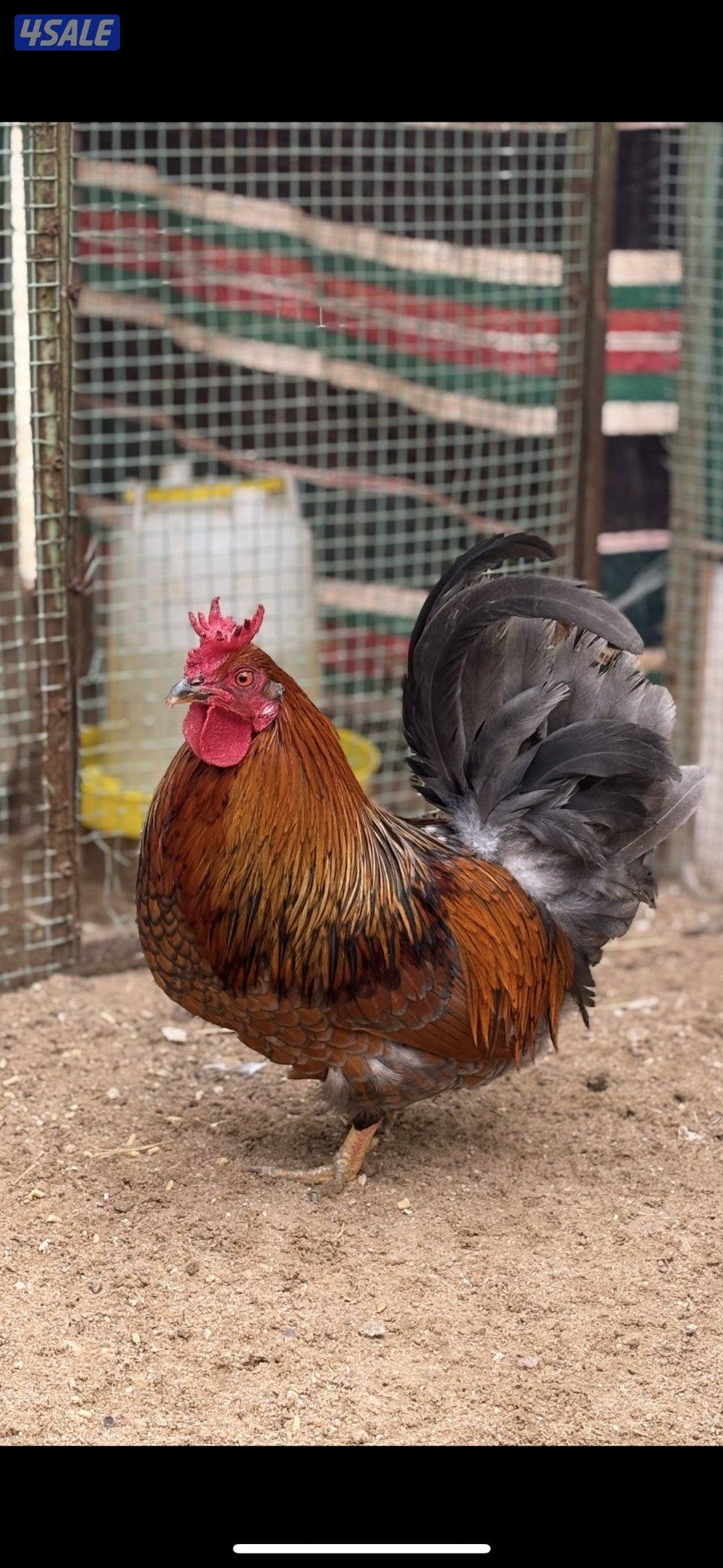 دياجه عربيه0