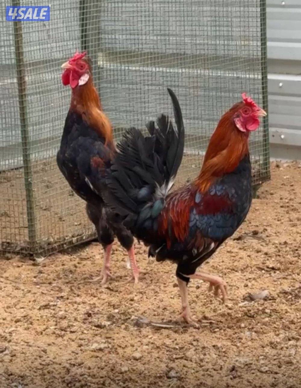 دياجه عربيه1