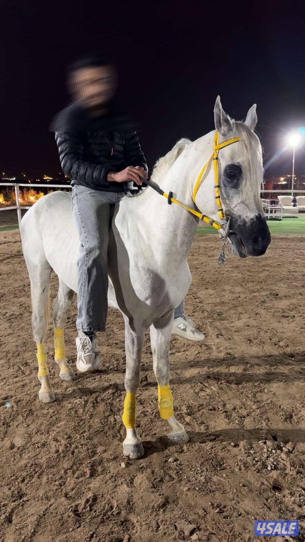 فحل مصري بيور0