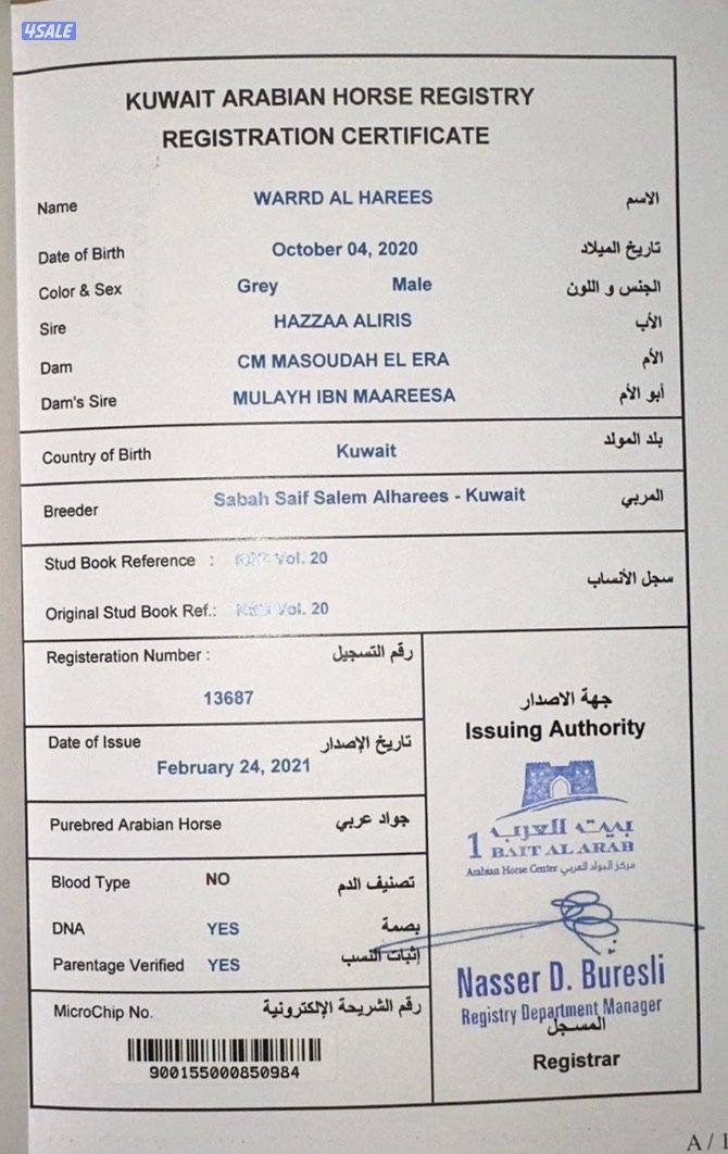 فحل مصري بيور2